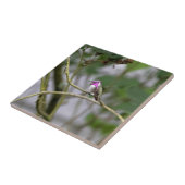 肋骨のハチドリ タイル (側面)