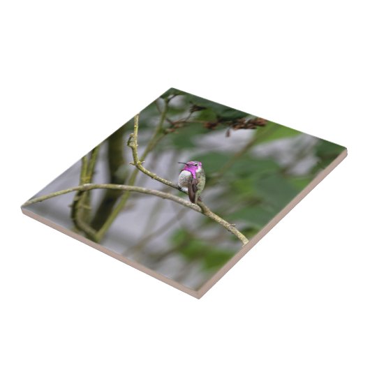 肋骨のハチドリ タイル (側面)