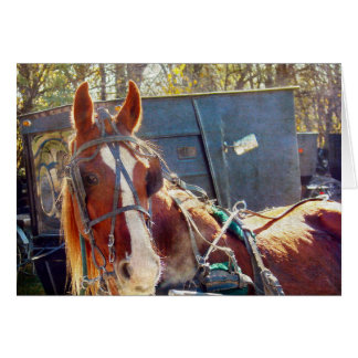 肌寒い朝の羊毛の馬