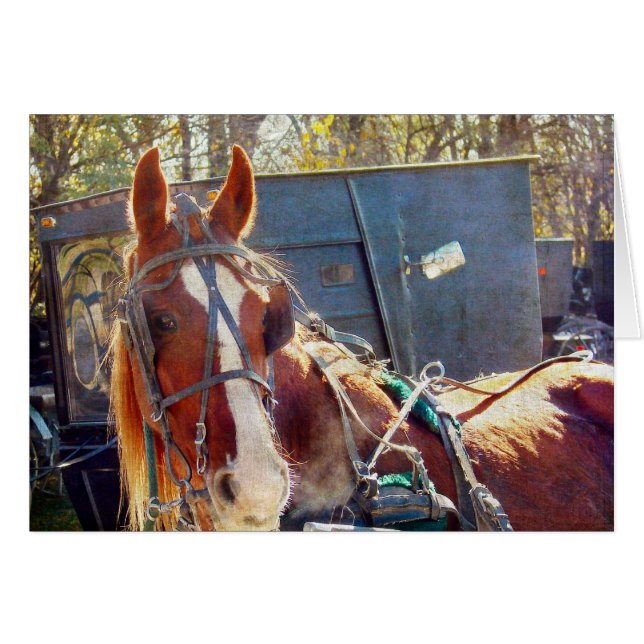 肌寒い朝の羊毛の馬 (正面横)