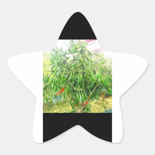 肌寒い：おいしいスプレッドおいしい物。 星シール (正面)