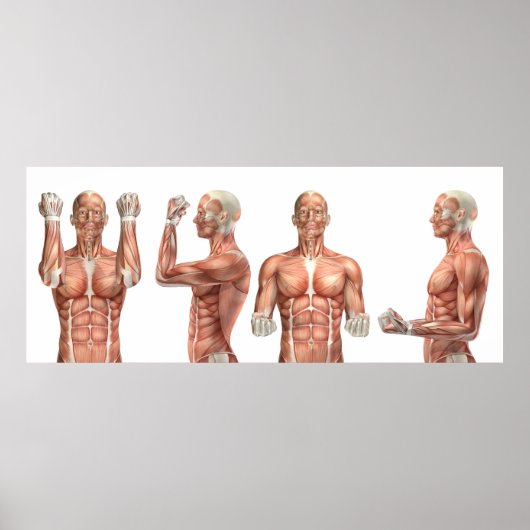 肘の屈曲と伸張を示す医療姿 ポスター (正面)