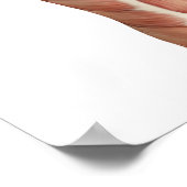 肘の屈曲と伸張を示す医療姿 ポスター (角)