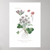 肝アネモン ポスター (正面)