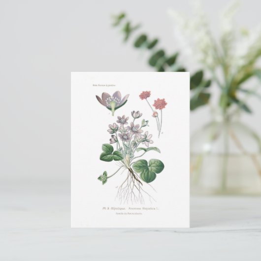 肝アネモン ポストカード (スタンド正面)