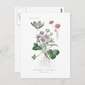 肝アネモン ポストカード (正面/裏面)