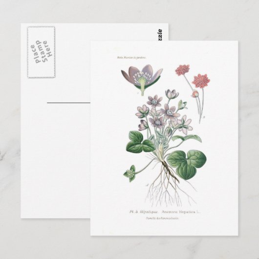 肝アネモン ポストカード (正面/裏面)