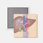 肝移植手術 マグネット (正面/裏面)