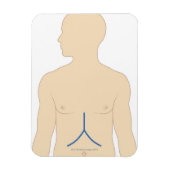 肝移植 マグネット (縦)