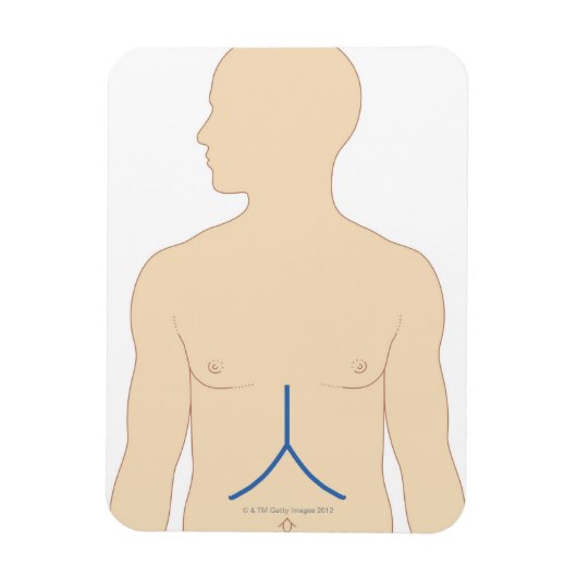 肝移植 マグネット (縦)