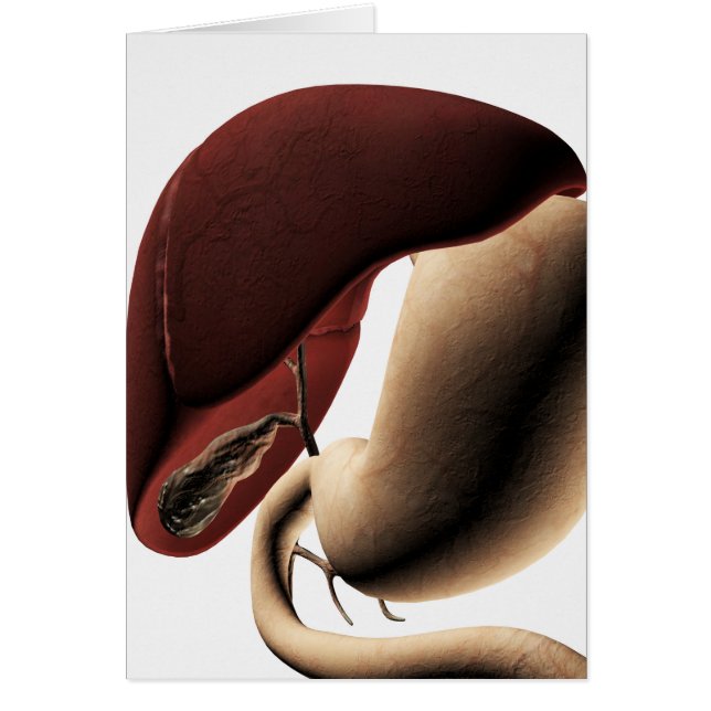 肝臓と胃の医療イラストレーション (正面)