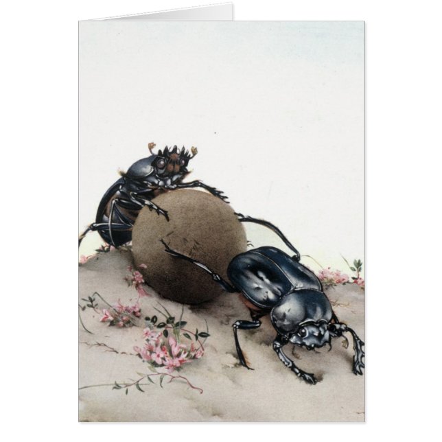 肥料Bettle (正面)