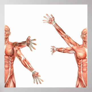肩の外転を示す医療姿 ポスター