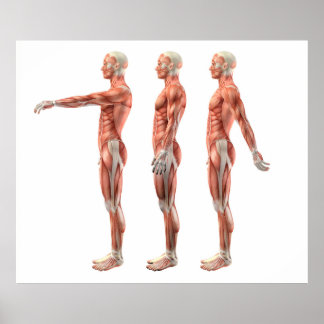 肩の屈曲、伸展および過伸展 ポスター