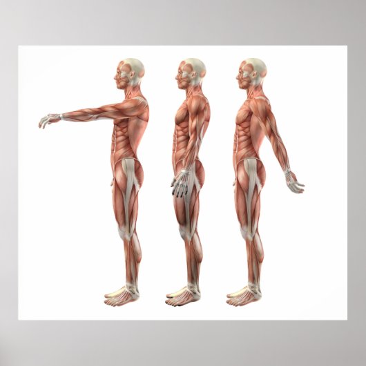 肩の屈曲、伸展および過伸展 ポスター (正面)