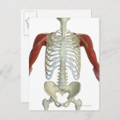 肩の筋肉2 ポストカード (正面/裏面)