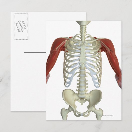 肩の筋肉2 ポストカード (正面/裏面)