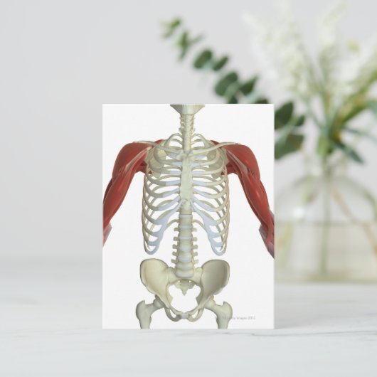 肩の筋肉2 ポストカード (スタンド正面)