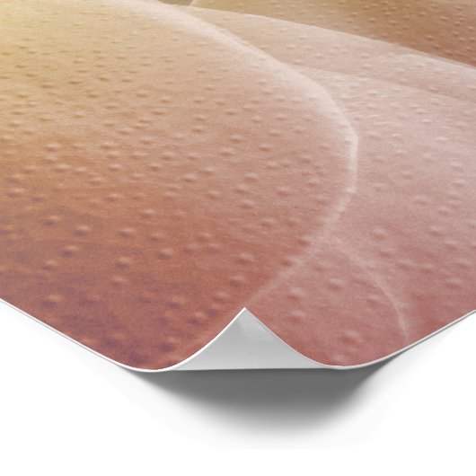 肩の筋肉4 ポスター (角)