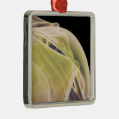 肩の筋肉 メタルオーナメント (右)