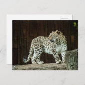 肩を振り返る野生のヒョウ ポストカード (正面/裏面)