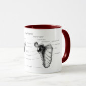 肩甲骨の詳細 マグカップ (正面右)