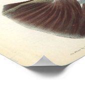 肩関節筋ヴィンテージ解剖学プリント ポスター (角)