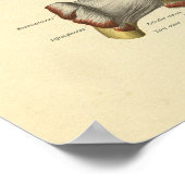 肩関節骨解剖学プリント ポスター (角)