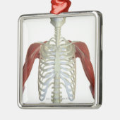 肩2の筋肉 メタルオーナメント (左)