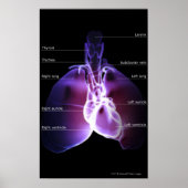 肺の構造ハート ポスター (正面)