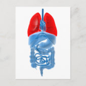 肺を有する内臓のX線画像 ポストカード (正面)