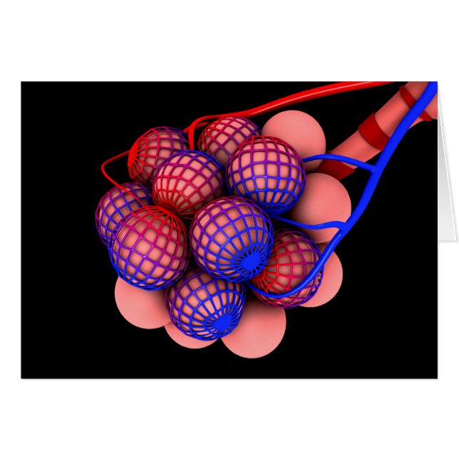 肺胞の概念図1 (正面横)