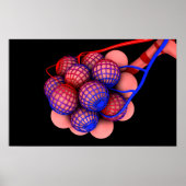 肺胞の概念図1 ポスター (正面)