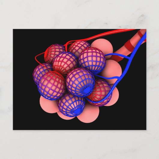 肺胞の概念図1 ポストカード (正面)