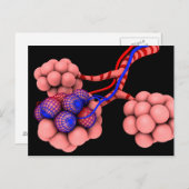 肺胞の概念図2 ポストカード (正面/裏面)