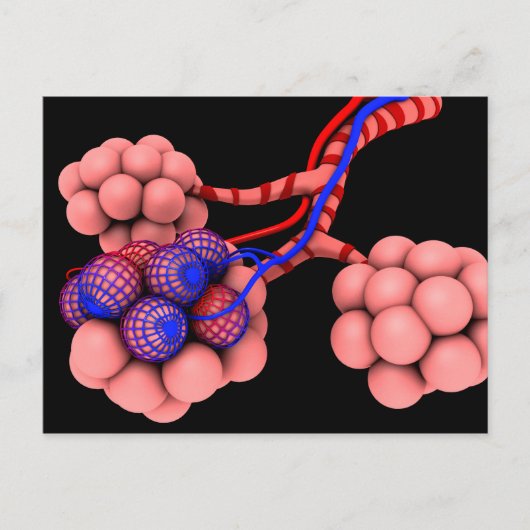 肺胞の概念図2 ポストカード (正面)