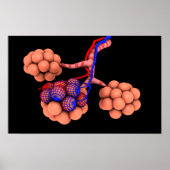 肺胞の概念図3 ポスター (正面)