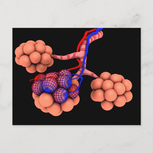 肺胞の概念図3 ポストカード (正面)