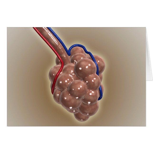 肺胞の閉鎖 (正面横)