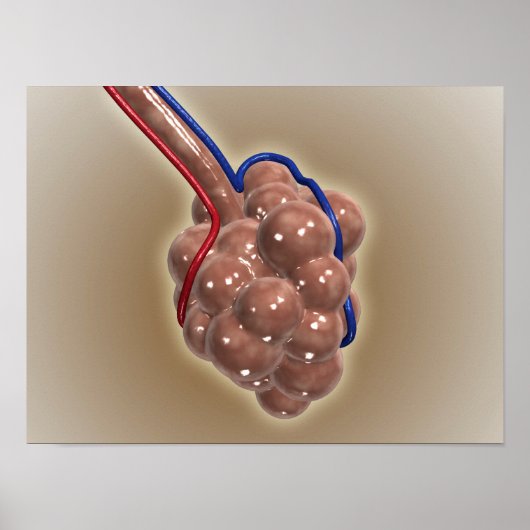 肺胞の閉鎖 ポスター (正面)