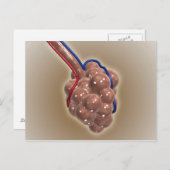 肺胞の閉鎖 ポストカード (正面/裏面)