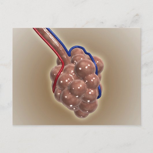 肺胞の閉鎖 ポストカード (正面)