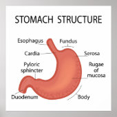 胃の構造 ポスター (正面)