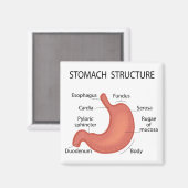 胃構造 マグネット (正面/裏面)