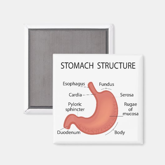 胃構造 マグネット (正面/裏面)