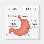 胃構造 マグネット (正面)