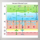 胃粘膜の図 ポスター (正面)