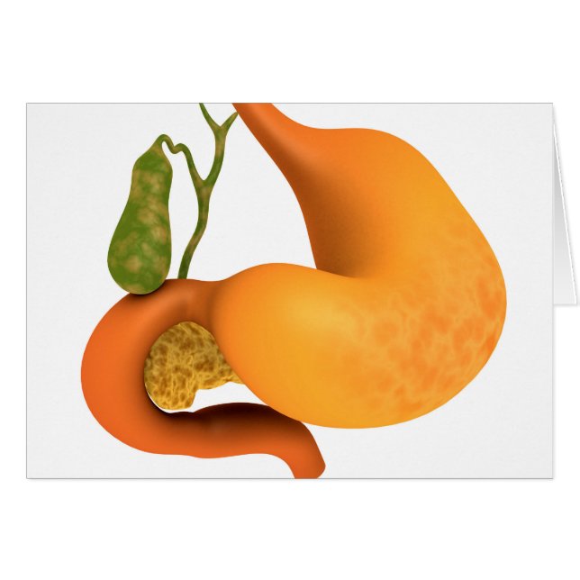 胃胆嚢 (正面横)