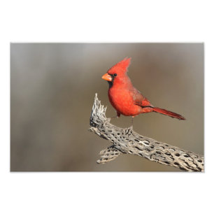 胆嚢(鳥)ショウジョウコウカンチョウ フォトプリント