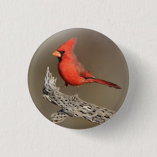 胆嚢（鳥）ショウジョウコウカンチョウ 缶バッジ (正面)
